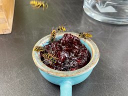 Wespen lieben Marmelade